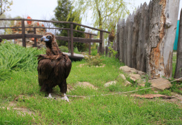 Сафари-парк и страусиная ферма «Аристей» (экскурсионный парк)